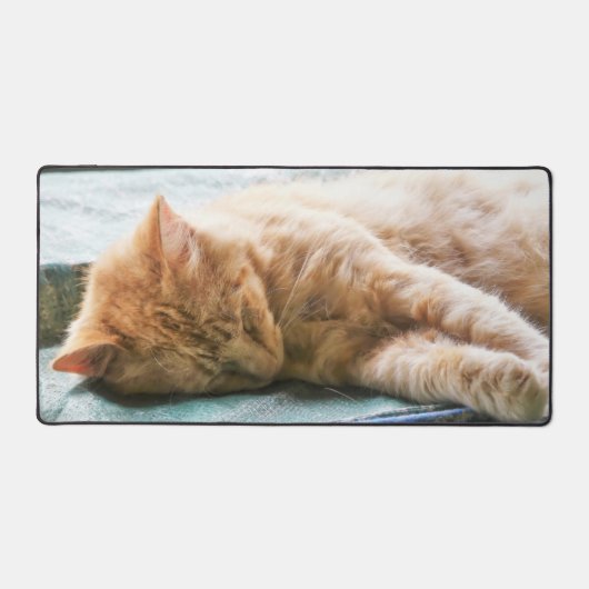 Chat au gingembre Longhé (Recto)