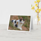 Chat avec carte Motif Calico (Fleur jaune)