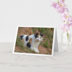 Chat avec carte Motif Calico
