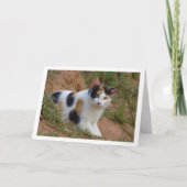 Chat avec carte Motif Calico (Devant)