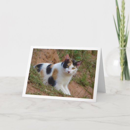 Chat avec carte Motif Calico (Devant)