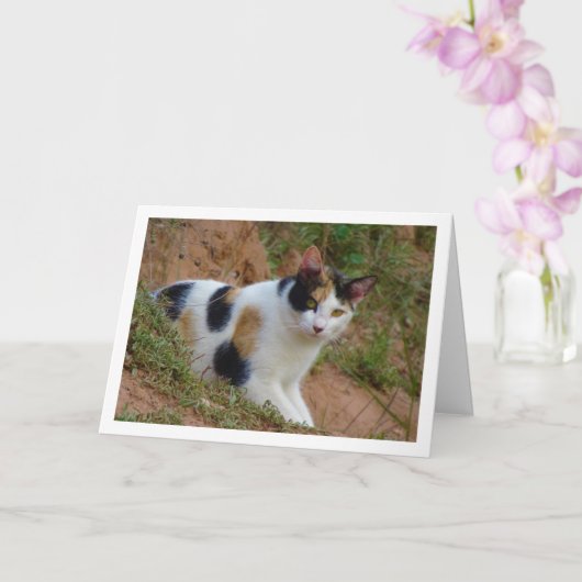 Chat avec carte Motif Calico (Orchidée)