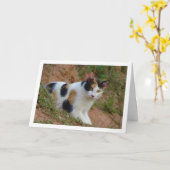 Chat avec carte Motif Calico (Fleur jaune)