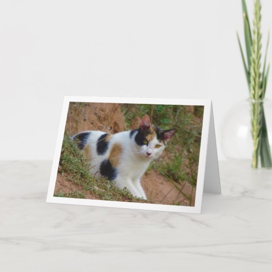 Chat avec carte Motif Calico (Devant)