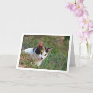 Chat avec carte Motif Calico