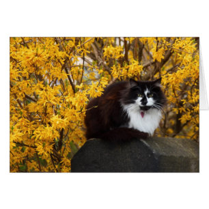 Chat avec Fleurs Forsythia