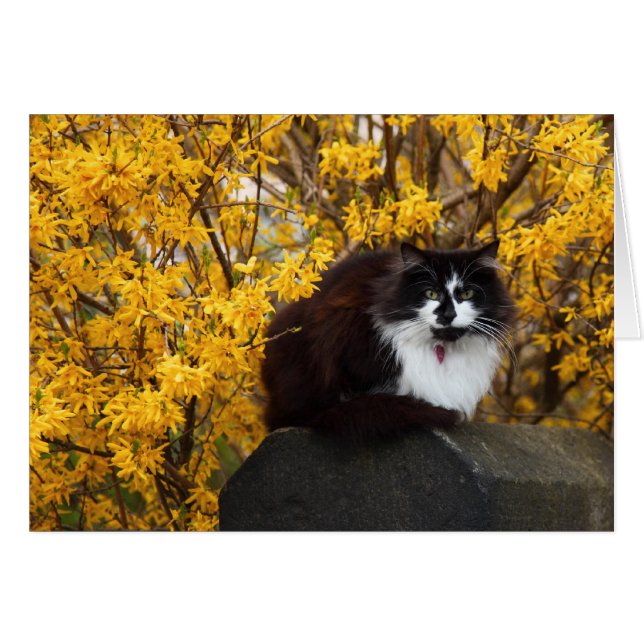 Chat avec Fleurs Forsythia (Devant horizontal)