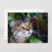 Chat avec yeux en cuivre / Carte postale Amoureux (Devant / Derrière)