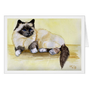 Chat birman de point de joint