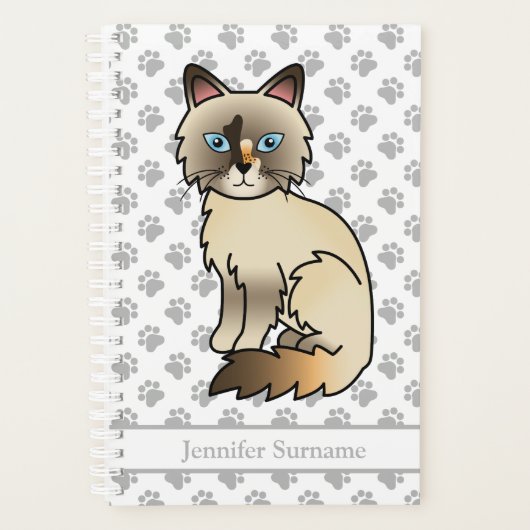 Chat Birman écaille de tortue / Ragdoll & Pattes & (Devant)