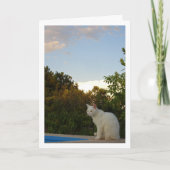 Chat blanc à la carte de piscine (Devant)