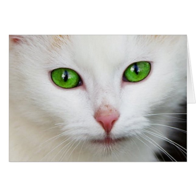 Chat Blanc aux Yeux Verts (Devant horizontal)