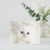 Chat blanc briefkaart (Staand voorkant)
