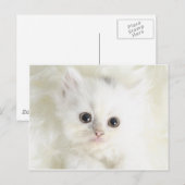 Chat blanc briefkaart (Voorkant / Achterkant)