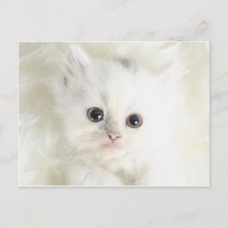 Chat blanc briefkaart
