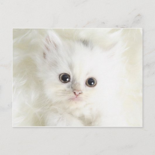 Chat blanc briefkaart (Voorkant)
