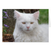 Chat blanc grave (Devant horizontal)