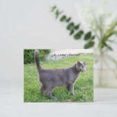 Chat bleu russe sur l'herbe - Carte postale Lola K (Debout devant)
