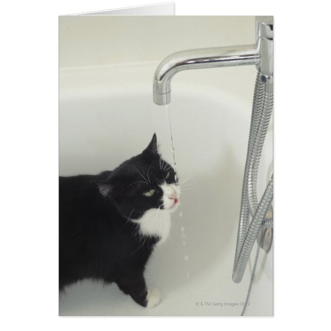 Chat Boire De L'Eau À Déchirer D'Un Robinet (Devant)