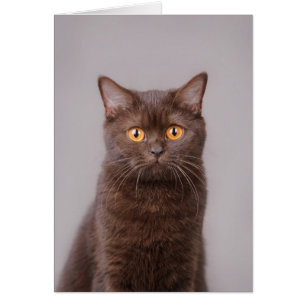 Chat britannique de shorthair