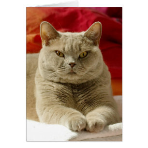 Chat britannique lilas de shorthair