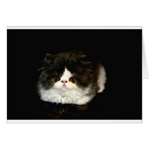 Chat chaton blanc noir mignon