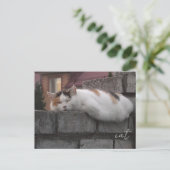 Chat confortable sur une clôture - Carte postale d (Debout devant)