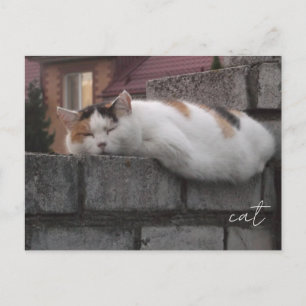 Chat confortable sur une clôture - Carte postale d