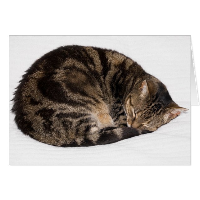 Chat couché (Devant horizontal)