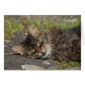 Chat couché (Devant horizontal)