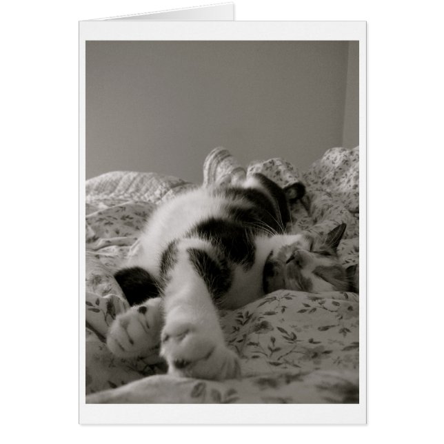 Chat couché (Devant)