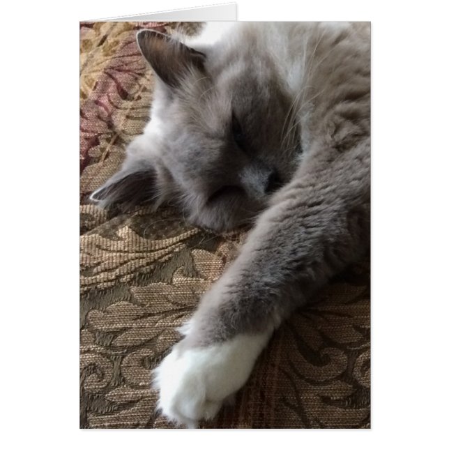 Chat couché, carte (Devant)