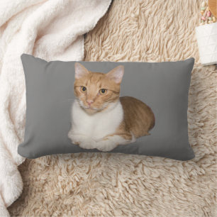 CHAT CUDDLE GINGER & COUSSINS BLANCS