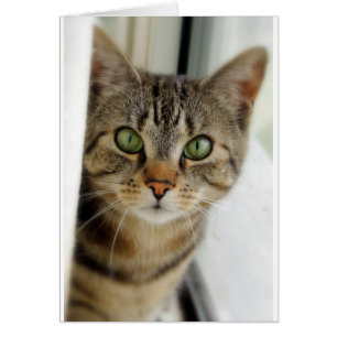chat curieux