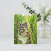 Chat dans la carte postale de l'herbe (Debout devant)