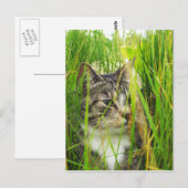 Chat dans la carte postale de l'herbe (Devant / Derrière)