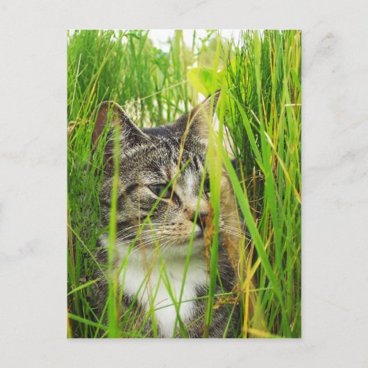 Chat dans la carte postale de l'herbe (Devant)