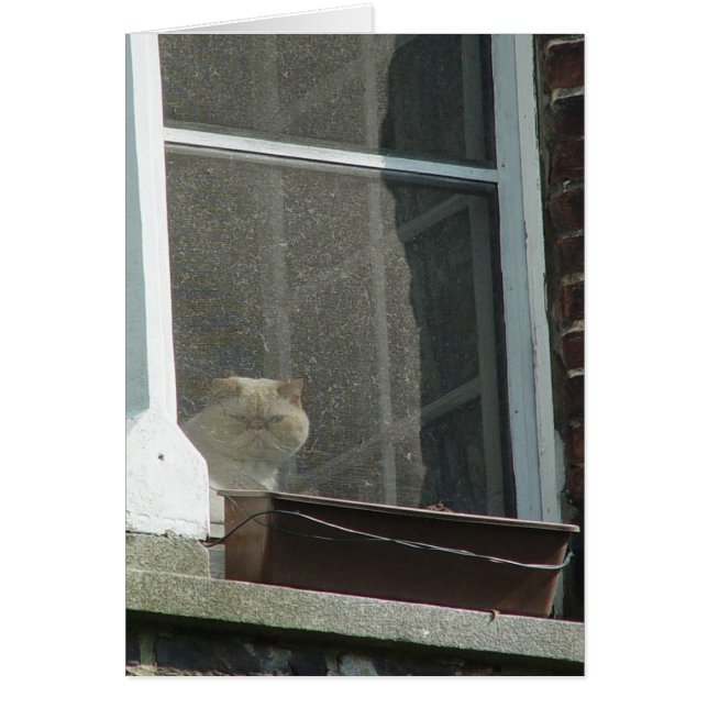 Chat dans la fenêtre (Devant)