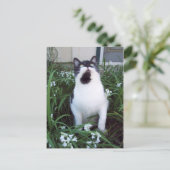Chat dans les fleurs carte postale (Debout devant)
