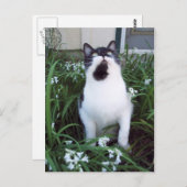 Chat dans les fleurs carte postale (Devant / Derrière)