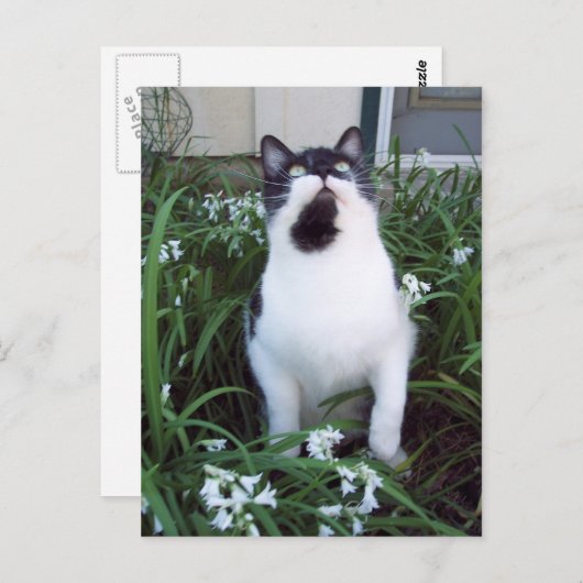 Chat dans les fleurs carte postale (Devant / Derrière)