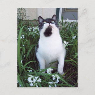 Chat dans les fleurs carte postale