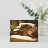 chat dans l'évier Carte postale (Debout devant)