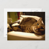 chat dans l'évier Carte postale (Devant / Derrière)