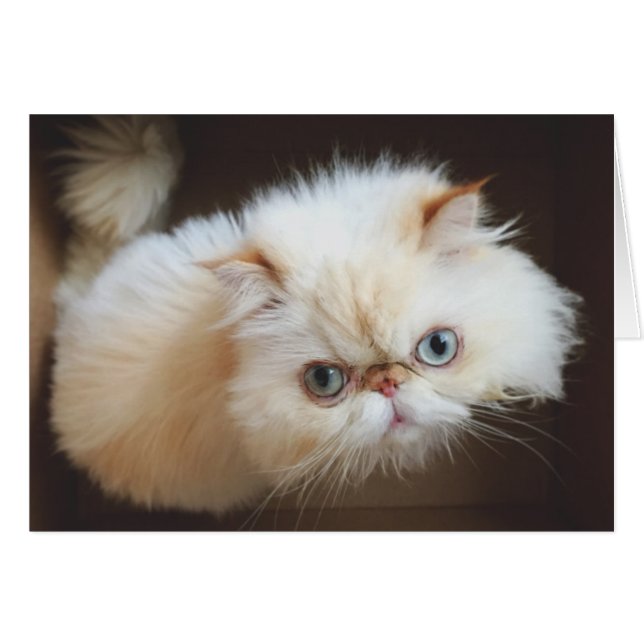 Chat Dans Une Boîte (Devant horizontal)