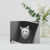 Chat dans une boîte Cartes postales (Debout devant)