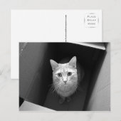 Chat dans une boîte Cartes postales (Devant / Derrière)
