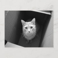 Chat dans une boîte Cartes postales