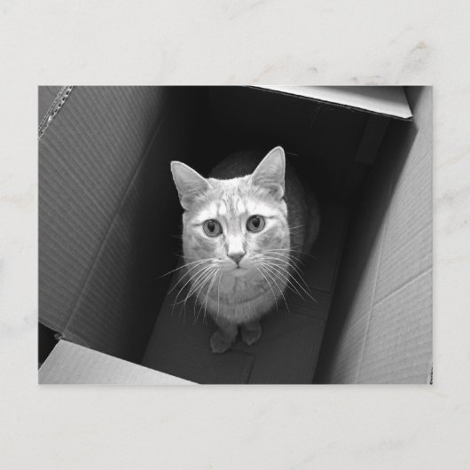 Chat dans une boîte Cartes postales (Devant)