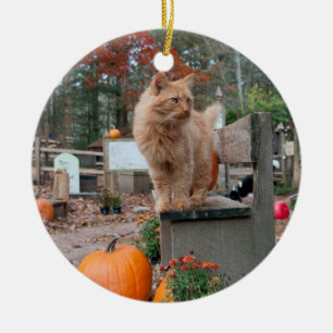 Chat de gingembre et ornement de citrouilles